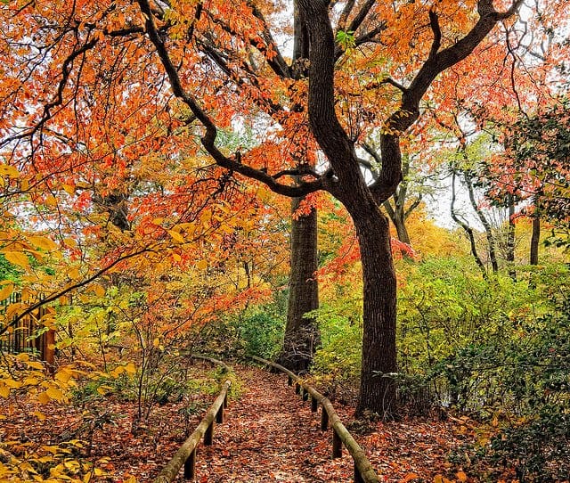 fall foliage Brooklyn Botanic Garden