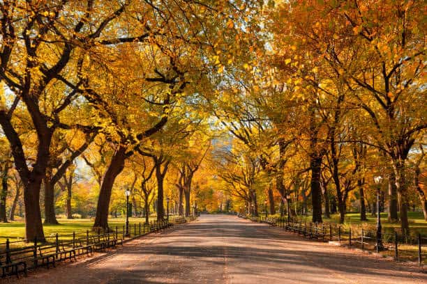 fall foliage North Meadow NYC