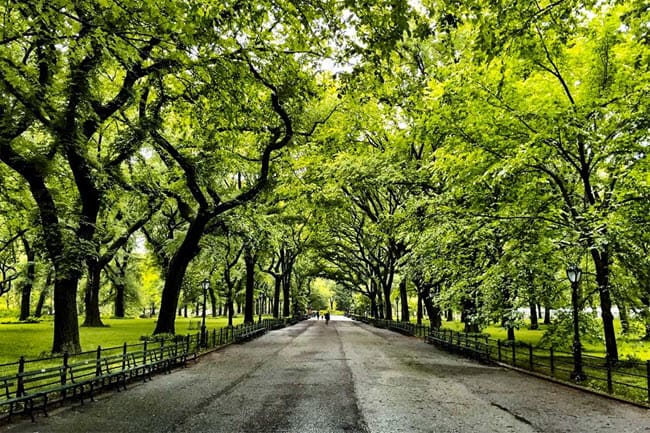 the mall fall foliage central park